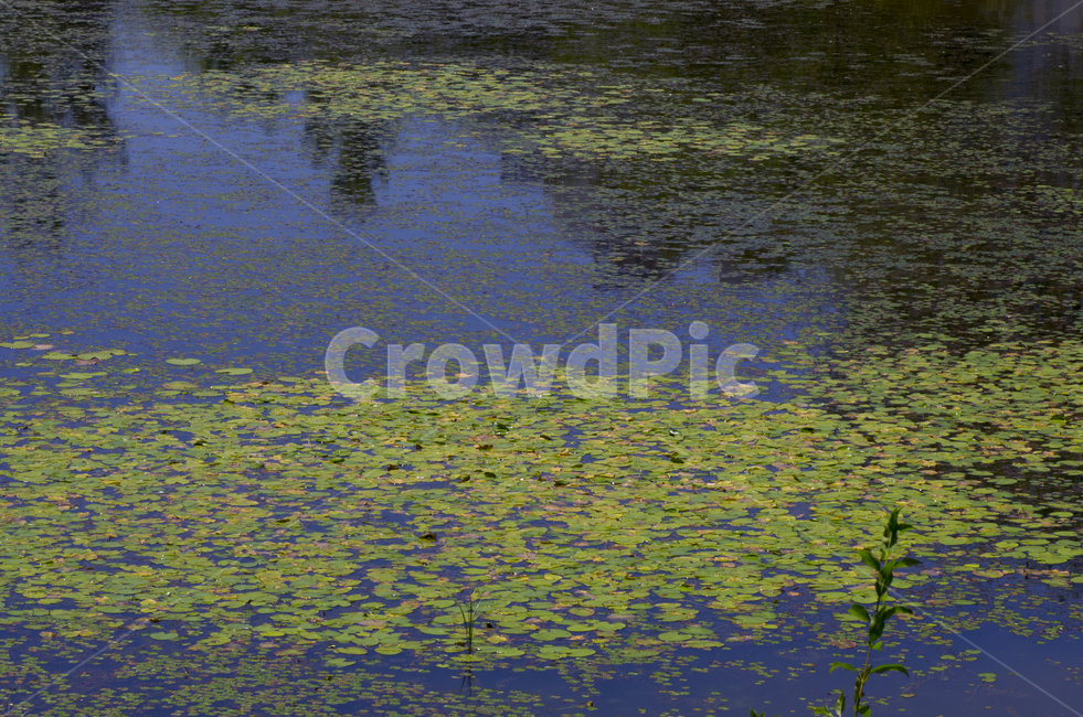 연잎,연못,물가,여름,물풀,scene,view,feeling,emotion,nature,landscape,season,풍경,감정,감성,자연,계절,뷰티,pond,summer,풍경사진,감성사진,정취