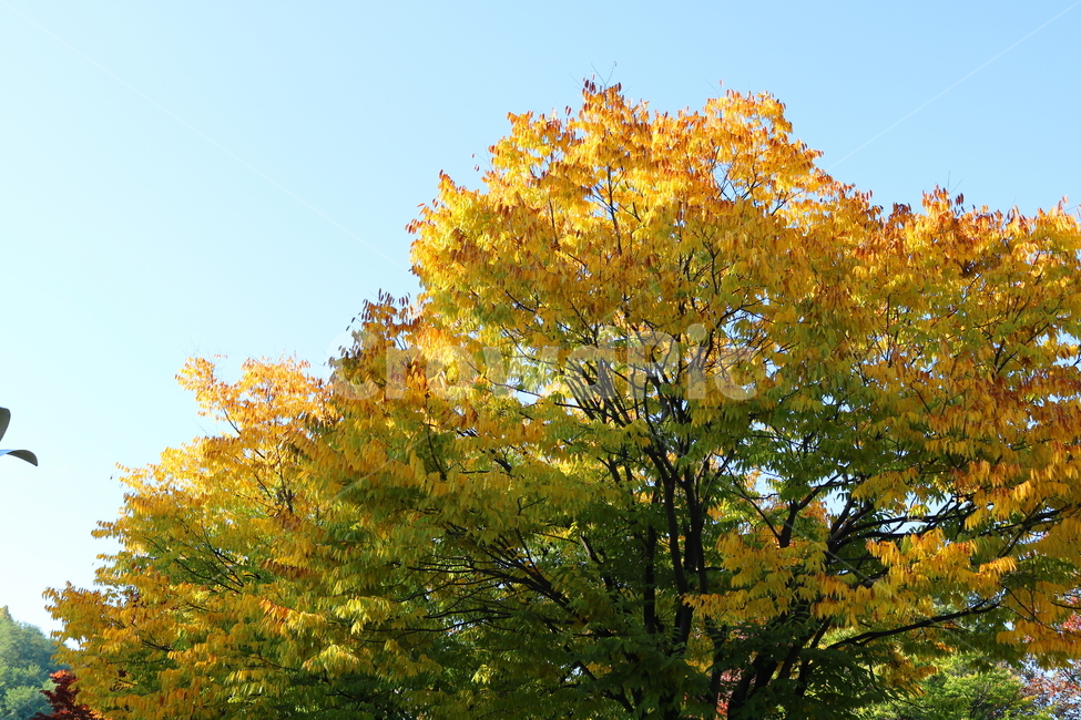 나무,단풍,식물,자연,가을,느티나무,가을,계절,fall,autumn,season,tree,plant,maple