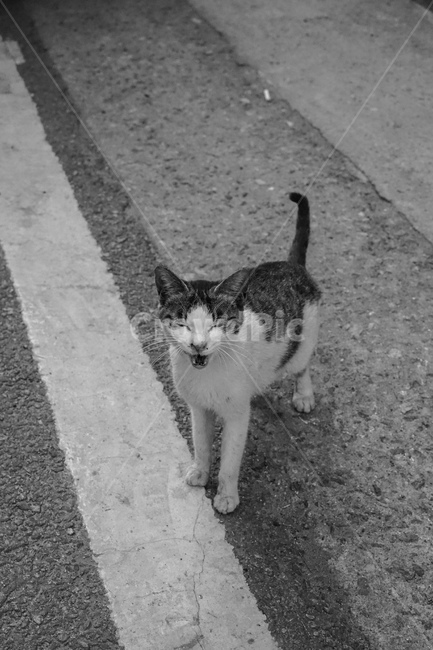 길고양이,고양이,흑백,cat,길냥이,동물,동물,animal,포유류,mammal,고양이,cat,kitten,kitty,흑백,모노톤,monochrome,black and white