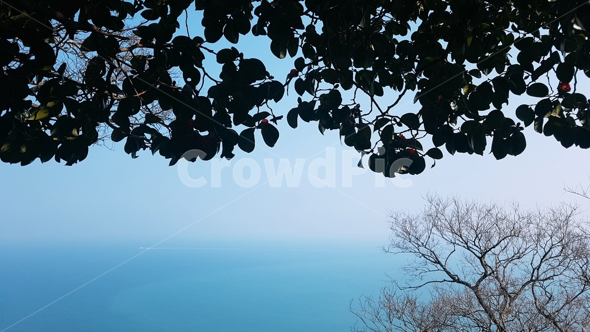 하늘,나무,맑음,푸른하늘,sky,자연,풍경,nature,landscape,outdoors,옥외