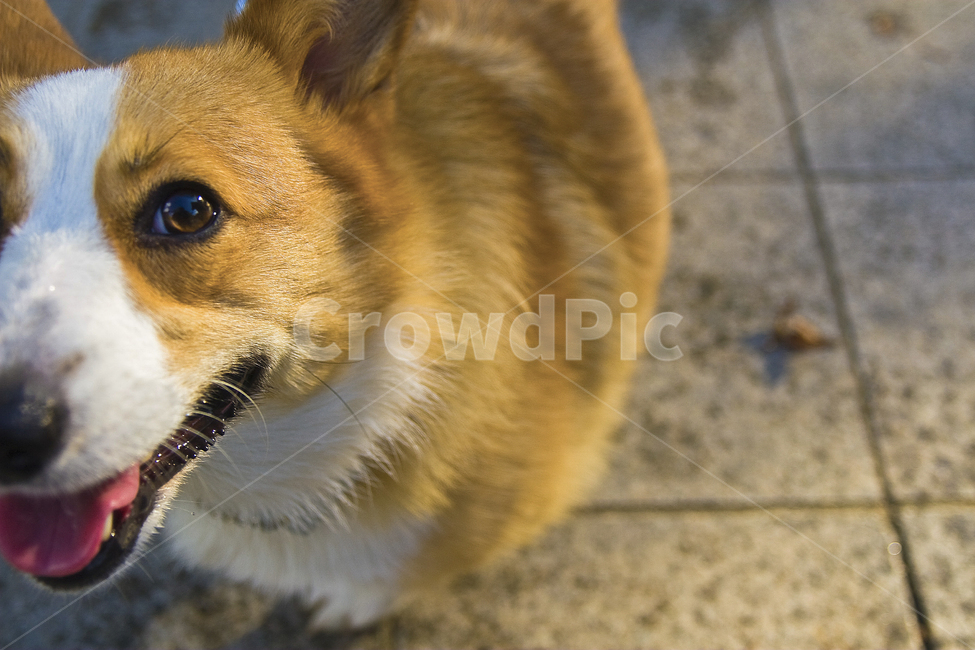 동물,animal,포유류,개,웰시코기,강아지,반려동물,동물,animal,포유류,mammal,개,강아지,dog,doggy