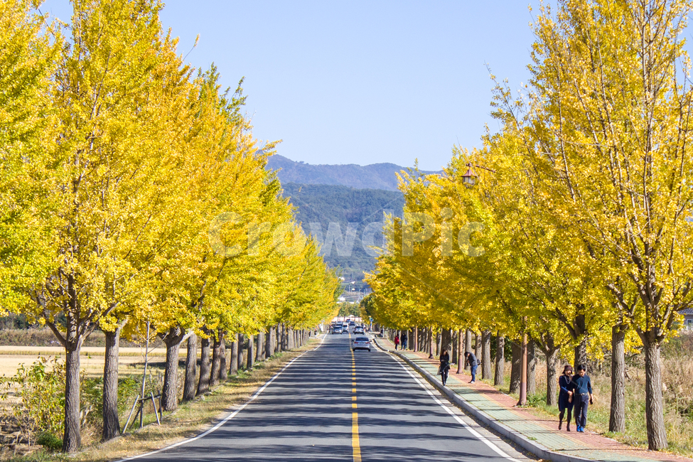 도로,road,은행,나무,단풍,가을,가을,계절,fall,autumn,season,자연,풍경,nature,landscape,asphalt,아스팔트,highway,고속도로,freeway,고속 도로
