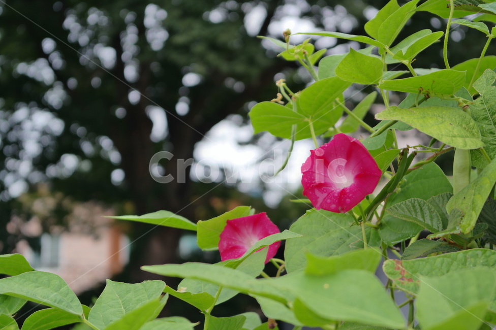 나팔꽃,자주색,통꽃,자주색꽃,빗방울,이슬,꽃,여름꽃,덩굴식물,purple,flower,blossom,plant,자연,green,초록,식물,비에젖은,식물,자연,plants,nature,꽃,flower