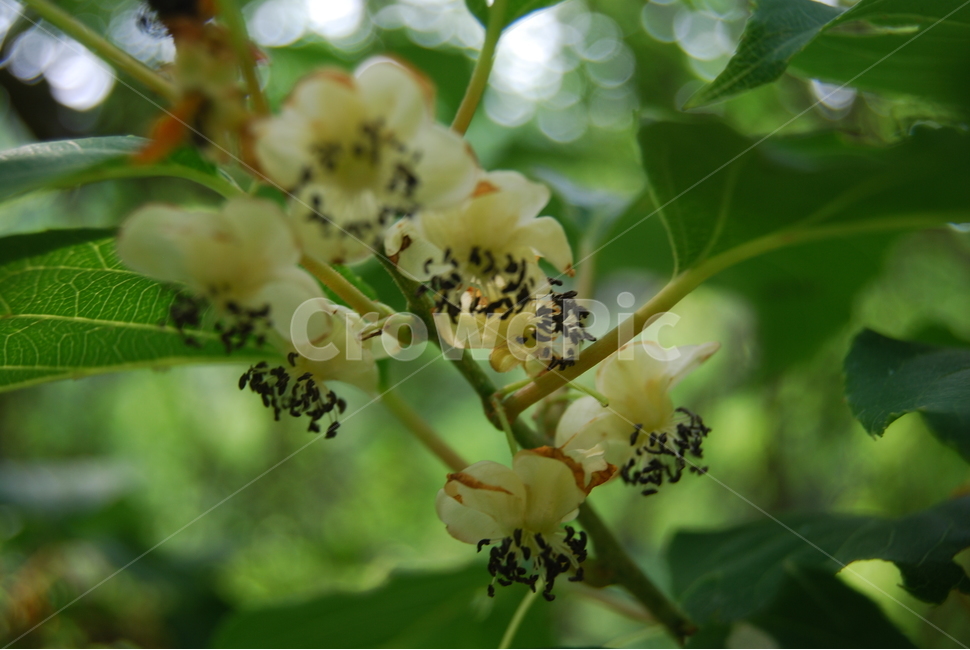 명지산,들꽃,봄,자연,공원,식물,자연,plants,nature,꽃,flower