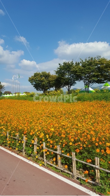 황룡강,꽃,flower,황화코스모스,식물