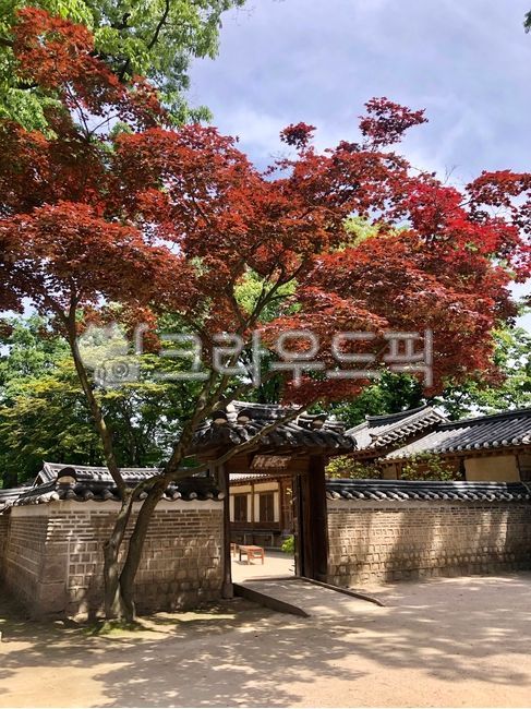 단풍, 단풍잎, 가을, 한옥, 전통가옥, 사진,이미지,일러스트,캘리그라피 - sasab작가