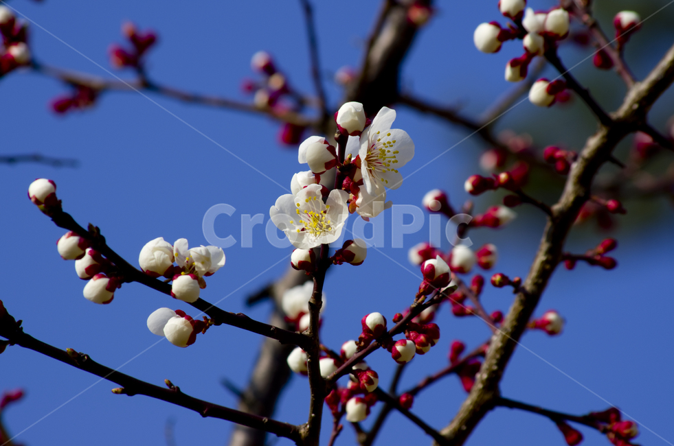 매화,꽃,흰색,꽃잎,봄,beauty,macro,closeup,접사,매크로,확대,flower,white,봄꽃,spring,bloom,blossom