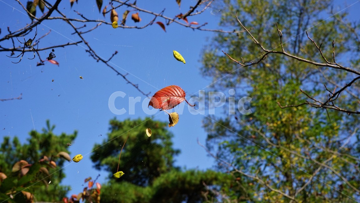 역광,가을,낙엽,하늘,자연,무상함,nature,fall,sky,yellowleaves,solitary,빨강,red,last,마지막,계절,가을느낌,나뭇잎,감성,파란하늘,가을,계절,fall,autumn,season,leaf,잎,plant,식물