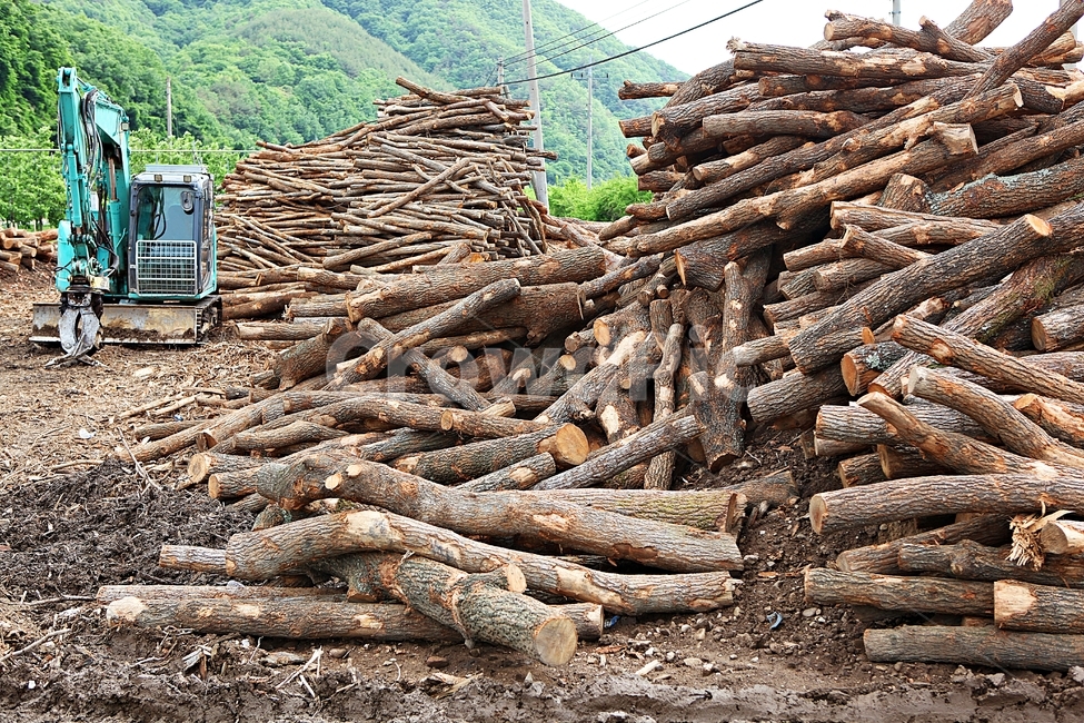 참나무,산판,나무,숯재료,땔감,장작,자연,배경,나무,trees,wood