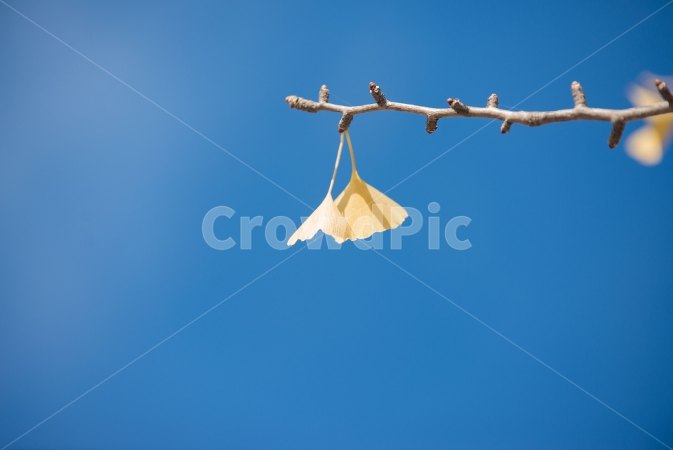 폰배경,감성사진,풍경,감성,은행,가을,계절,fall,autumn,season,식물,자연,plants,nature