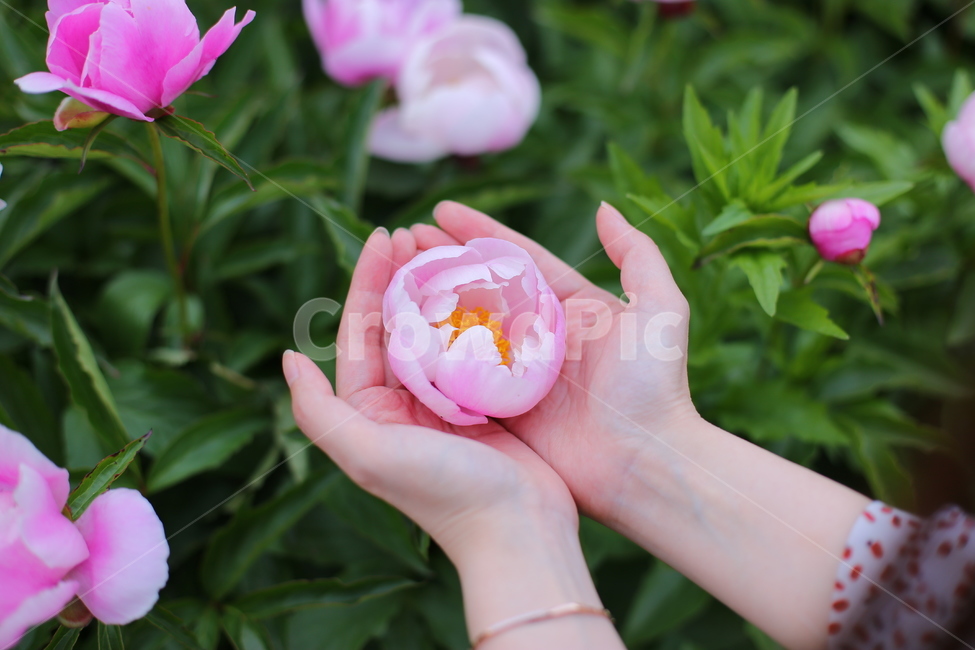 손,두손,꽃송이,작약,작약꽃,꽃,flower,plant,식물,정원,garden,야외,꽃밭,인물,신체일부,human,신체,연출,몸,여성,색깔,색체,색상,색감,손가락,아련함,nature,body,woman,female,colorsense,꽃,flower,사람,인물,인간,human,person,신체일부,몸,body