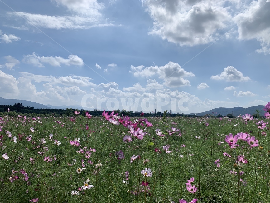 field,자연,코스모스,nature,목초지,풀,하늘,식물,자연,plants,nature