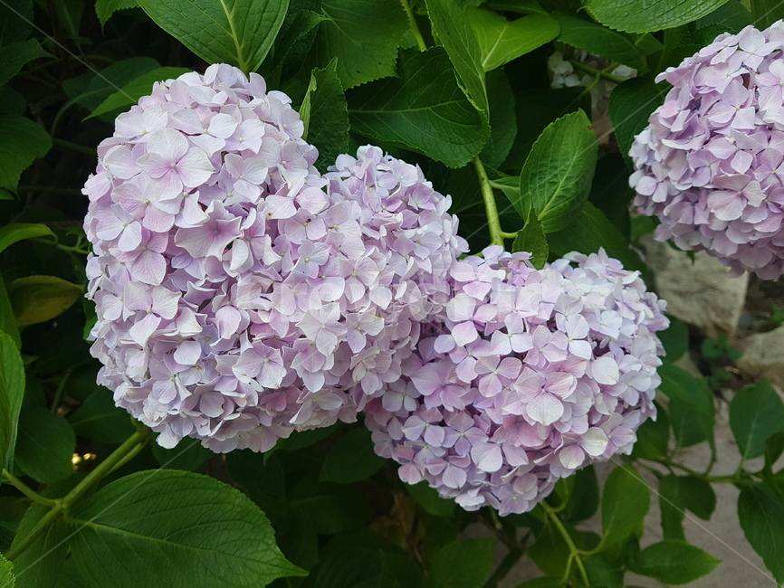 수국,꽃,하트,연보라,여름,여름꽃,꽃축제,식물,자연,plants,nature,꽃,flower
