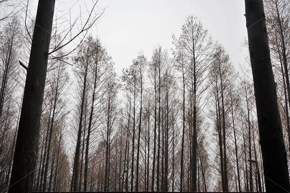 메타세콰이어,숲,자연,군락,수직,나무,겨울,tree,plant,식물