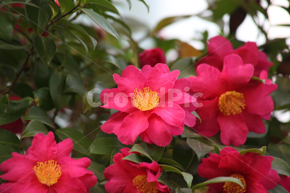 꽃,동백,식물,flower,camellia,봄꽃,봄,동백꽃,Camelliajaponica,식물,자연,plants,nature,꽃,flower