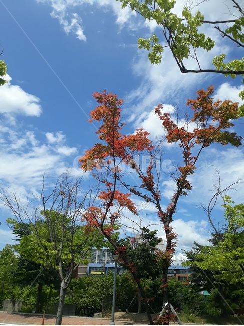 하늘,구름,나무,자연,자유,식물,자연,plants,nature