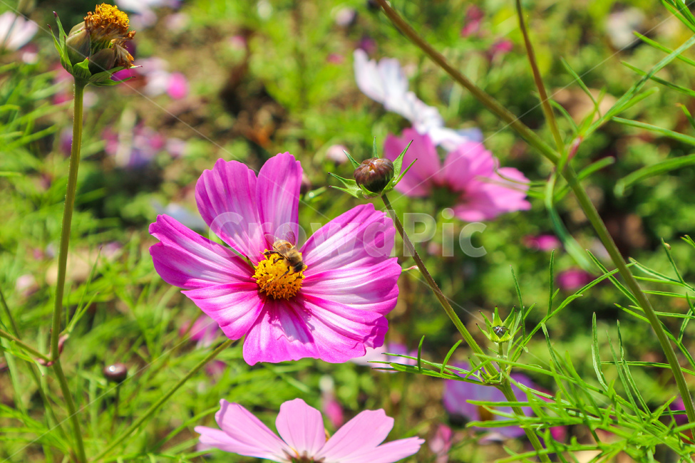 울산,태화강,태화강공원,가을,코스모스,벌,곤충,ulsan,taehwariver,taehwariverpark,autumn,cosmos,bees,꽃,가을,계절,fall,autumn,season,식물,자연,plants,nature,꽃,flower,plant