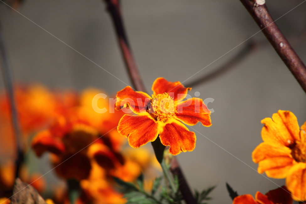 메리골드,꽃,식물,marigold,국화과,만수국,식물,자연,plants,nature,꽃,flower