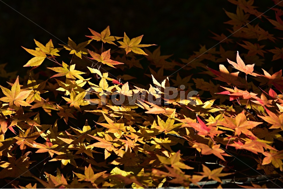 가을단풍,단풍,풍경,감성,단풍나무,꽃단풍,가을,계절,fall,autumn,season,leaf,잎,plant,식물,tree,나무