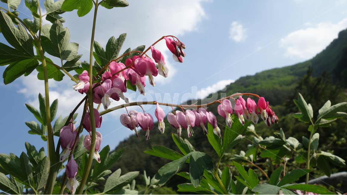 금낭화,꽃,자연,풍경,여름,식물,자연,plants,nature,꽃,flower