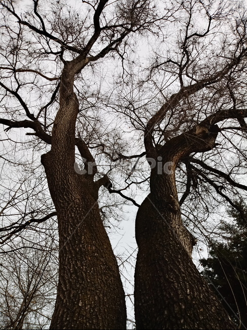 나무,식물,plant,tree,treetrunk,나무줄기,자연,큰나무,식물,자연,plants,nature,나무,trees,wood