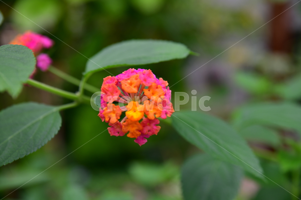 꽃,야생화,봄,여름,자연,수목원,식물,자연,plants,nature,꽃,flower