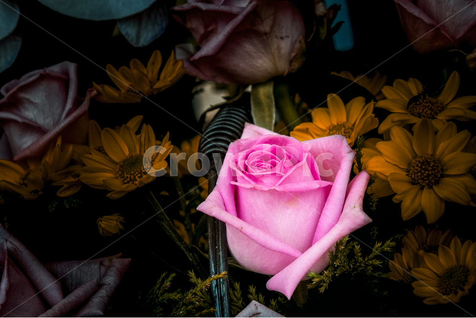 봄,꽃,향기,산책,flower,장미,rose,식물,자연,plants,nature,꽃,flower