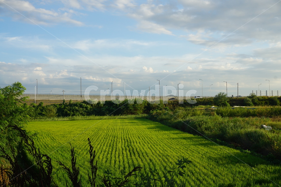 연두색,논,scenery,고요함,벼,자연,풍경,nature,landscape,outdoors,옥외,grassland,목초지,field,들