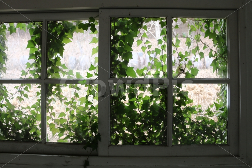 창문,덩쿨,햇살,감성사진,감성,식물,자연,plants,nature