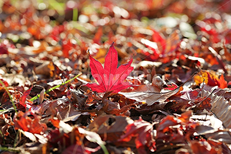단풍,낙엽,가랑잎,나무잎,잎,식물,자연,빨강,가을,계절,fall,autumn,season