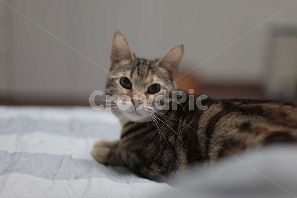 고양이,휴식,반려묘,집고양이,cat,home