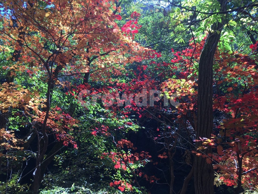 산,단풍,나무,개울,하늘,산정상