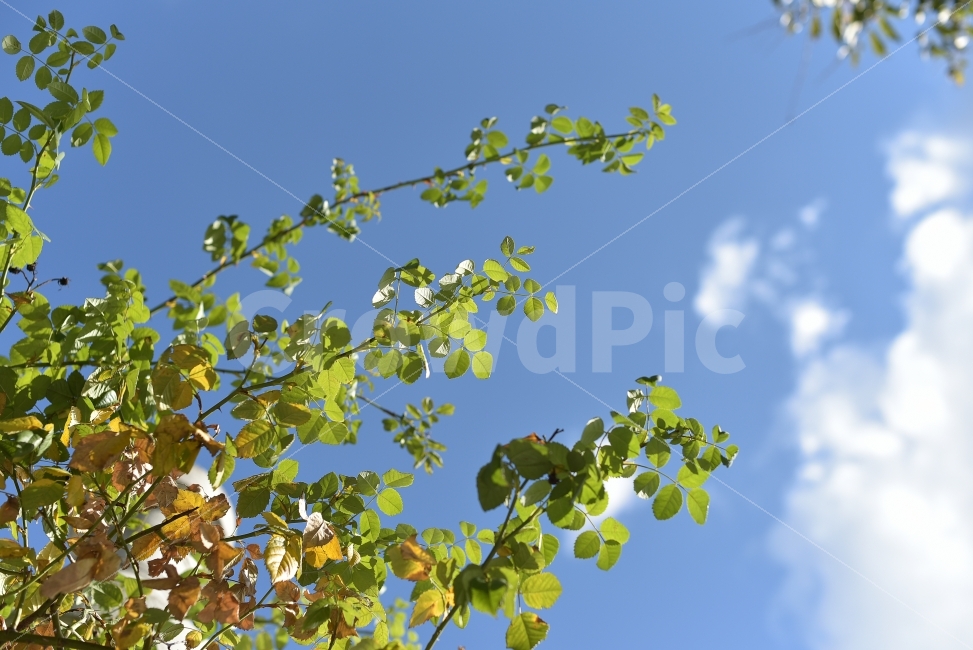 가을하늘,나무,푸른하늘,식물,구름,청명,나뭇잎,햇살,자연,배경,clearsky,autumnsky,tree,sunnyday,nature,plant,cloud,greenandblue,leaves,가을,계절,fall,autumn,season,식물,자연,plants,nature
