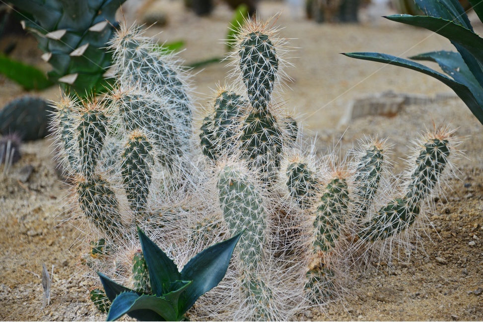 plant,식물,cactus,선인장,다육,다육식물,관상식물,관상다육,다육이,식물,자연,plants,nature