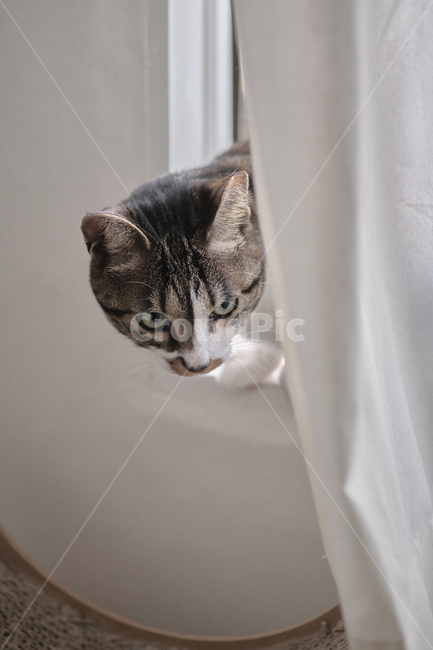cat,고양이,pet,애완동물,animal,동물,home,집,동물,animal,포유류,mammal,고양이,cat,kitten,kitty