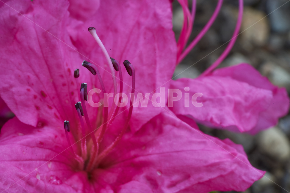철쭉,분홍꽃,붉은꽃,빨간꽃,접사,봄,azalea,spring,blooming,macro,꽃,수술,암술,꽃구조