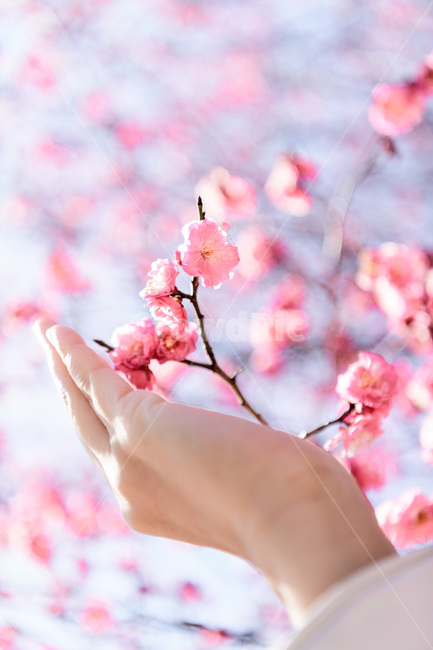 홍매화,봄,붉은꽃,빨강,분홍,매화,봄꽃,꽃나무,봄,계절,spring,season,식물,자연,plants,nature,꽃,flower,사람,인물,인간,human,person,신체일부,몸,body,감성,sensible,feeling,색깔,색상,색채,색감,color sense,color sensitivity,feeling of color,plant