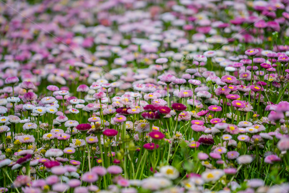 데이지,봄,꽃,자연,식물,봄꽃,근접,식물,자연,plants,nature,꽃,flower