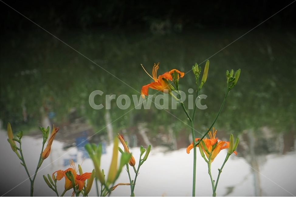 daylily,원추리,주황색,꽃,하천,개화,황록색,beautiful,plant,flower,식물,자연,plants,nature,꽃,flower