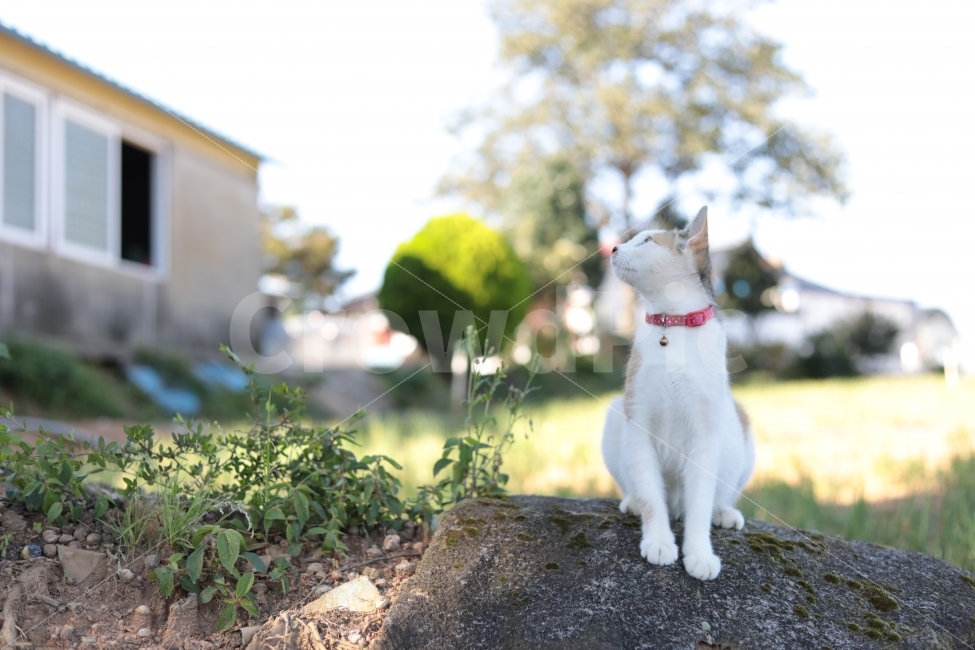 고양이,야옹이,빛모아농원,동물,애완동물,궁댕이,임신중,동물,animal,포유류,mammal,고양이,cat,kitten,kitty