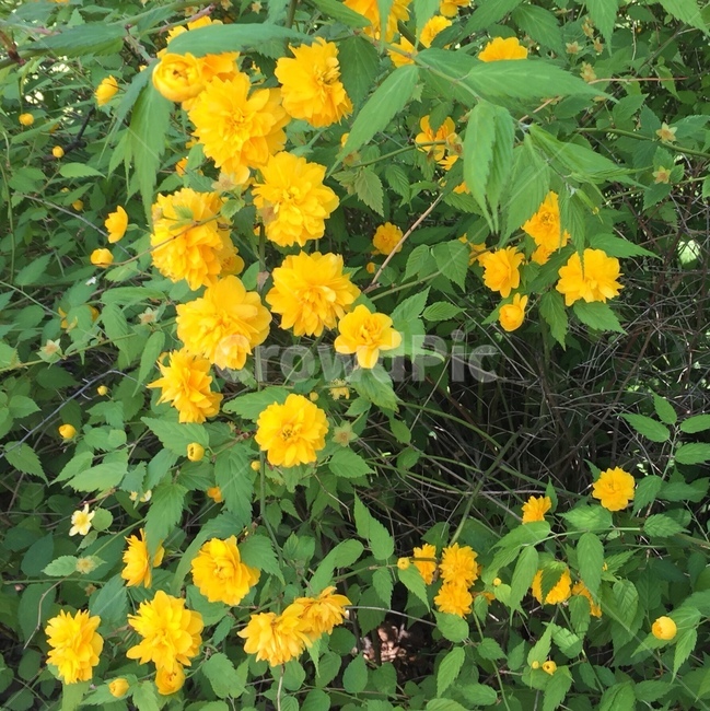 노란꽃,꽃,노랑,거리에꽃,예쁜꽃,식물,자연,plants,nature,꽃,flower