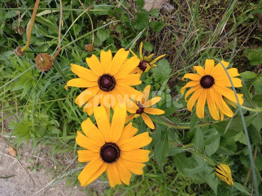 루드베키아,쌍떡잎식물,초롱꽃목,국화과,식물,coneflower,숙근성초화