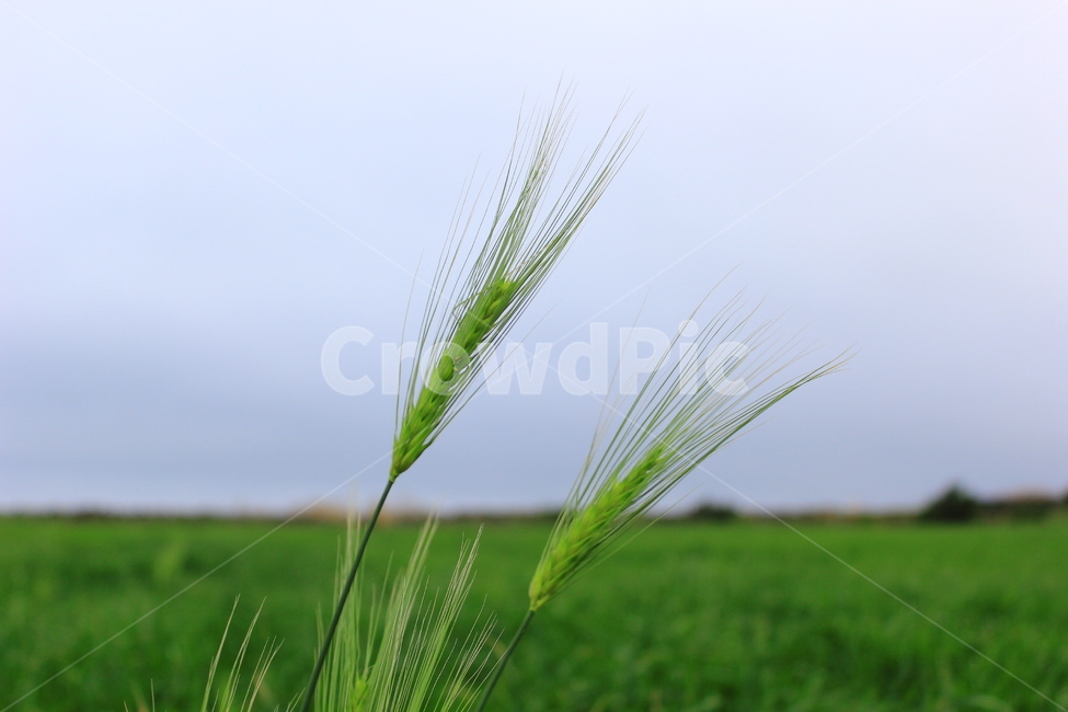 청보리,제주가파도,가파도청보리,가파도,청보리축제,제주청보리,청보리밭,풍경,자연,보리,봄,제주보리,제주보리밭,가파도보리밭,풍경사진,식물,자연,plants,nature,곡류,곡식,cereals
