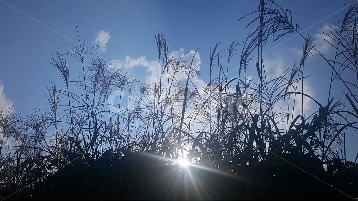 억새,풍경,감성,바탕이미지,백그라운드,자연,하늘,구름,식물,자연,plants,nature