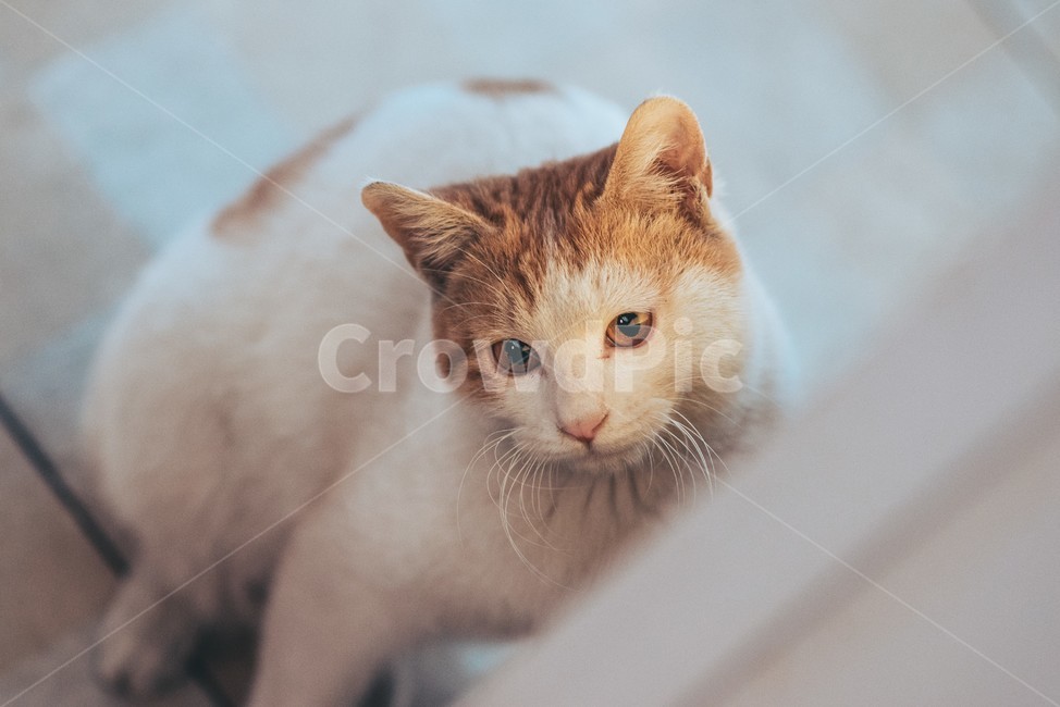 고양이,cat,동물,animal,길고양이,길냥이,냥이,노랭이,치즈냥이,반려동물,동물,animal,포유류,mammal,고양이,cat,kitten,kitty,감성,sensible,feeling