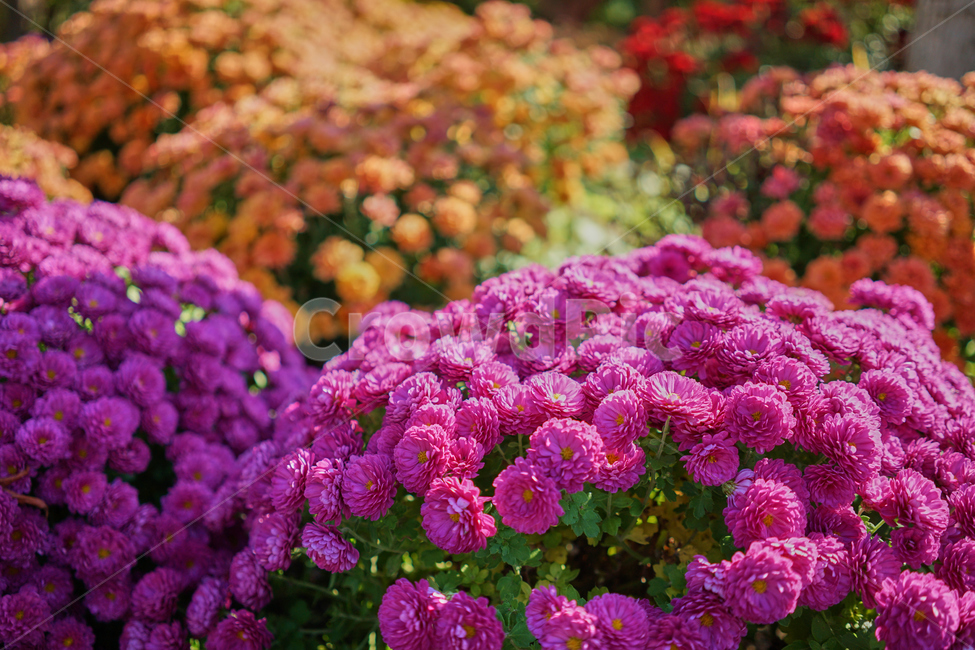 국화,보라색꽃,보라색국화,화단,정원,flower,blooming,garden,vivid,과꽃,수목원,꽃,식물,자연,plants,nature,꽃,flower