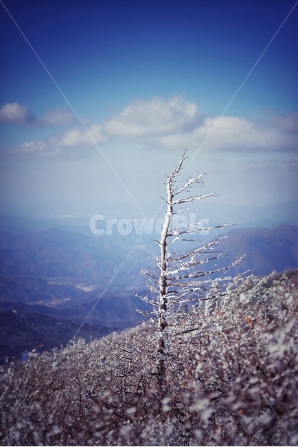자연,겨울,풍경,산,눈,나무,겨울,계절,winter,season,자연,풍경,nature,landscape,식물,plants,나무,trees,wood,outdoors,옥외,snow,frost,서리