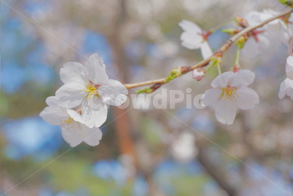 봄꽃,꽃,벚꽃,벚꽃나무,분홍,봄기운,봄날,spring