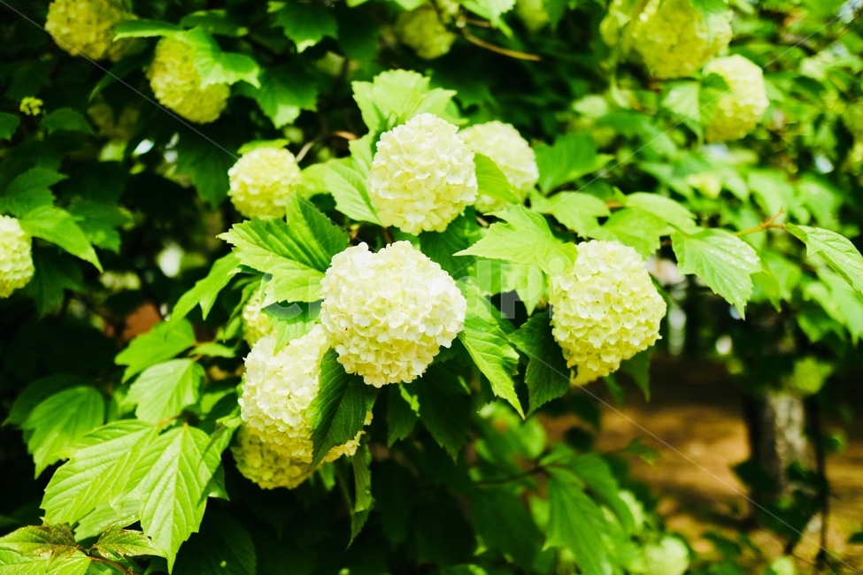 꽃,자연,그리너리,flower,식물
