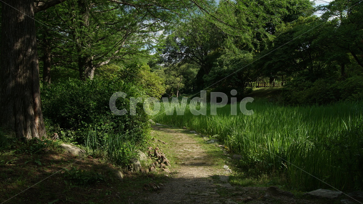 도로,road,통로,흙길,dirtroad,grassland,field,들,path,자연,green,초록,여름,summer,계절,햇빛,자연,풍경,nature,landscape